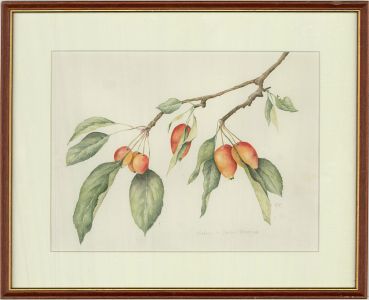 Mollie Foster (1934-2021) - Contemporary Watercolour, Crab Apples