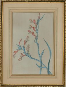 Early 20th Century Watercolour - Gladioli