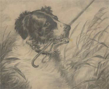 Late 19th Century Graphite Drawing - Border Collie