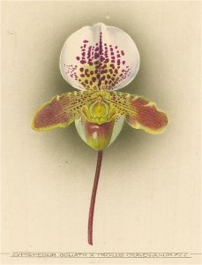 Frederick William Bolas (1871-1951) - 1919 Watercolour, Troilus Orchid