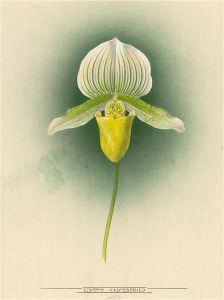 Frederick William Bolas (1871-1951) - Signed 1920 Watercolour, Hybrid Orchid