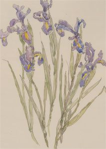Jill Dickin - 1998 Watercolour, Irises