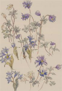 Jill Dickin - 1998 Watercolour, Windflowers & Chionodoxa
