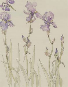 Jill Dickin - 2001 Watercolour, Irises
