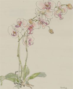 Jill Dickin - Contemporary Watercolour, Orchids
