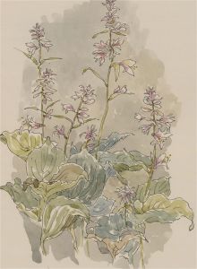 Jill Dickin - 1998 Watercolour, Hosta