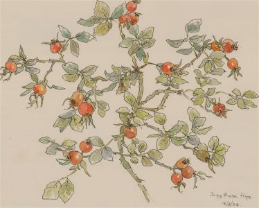 Jill Dickin - 1998 Watercolour, Dog Rose Hips