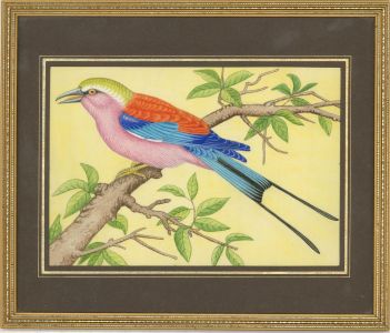 Contemporary Gouache - African Rainbow Bird