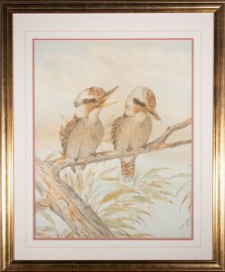 After Neville Henry Cayley (1854-1903) - 1893 Lithograph, Kookaburras