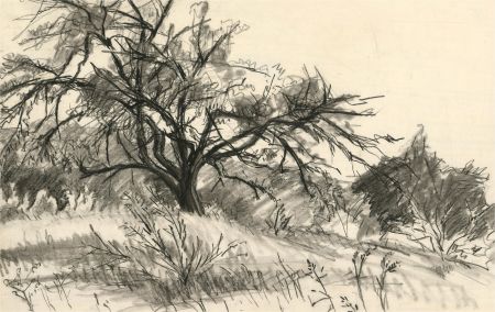 F.W. - Mid 20th Century Charcoal Drawing, Study of Trees