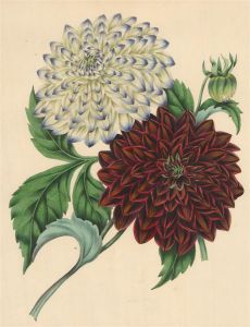 Mid 20th Century Lithograph - Dahlias