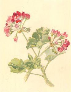 Contemporary Watercolour - Geraniums