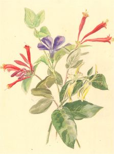 Contemporary Watercolour - Periwinkle and Honeysuckle
