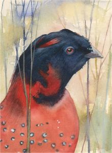 Paula Patterson - 1994 Watercolour, Study of a Pheasant