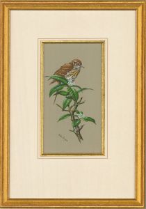 Martin Rumary  - Contemporary Gouache, Thrush Bird