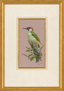 Martin Rumary  - Contemporary Gouache, Green Woodpecker