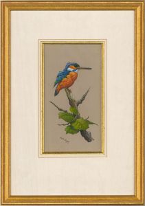 Martin Rumary  - 20th Century Gouache, Kingfisher