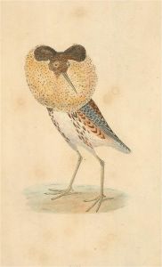 Late 19th Century Lithograph - Ruff Bird