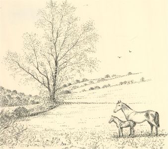 J.A. Pusey - 1992 Pen and Ink Drawing, Near Harting
