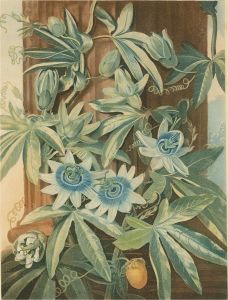 Robert Thornton's - Temple of Flora, Set of 4 Late 19th Century Aquatints