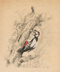 Christopher M. Lee - 1977 Charcoal Drawing, Woodpecker