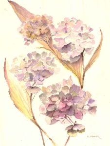 E. Fowler - Contemporary Watercolour, Hydrangeas
