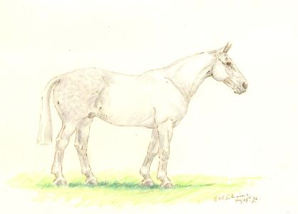 B.I.R. Williams - 1976 Coloured Pencil, Dappled Grey Horse