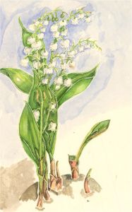 Contemporary Watercolour - Lily of the Valley