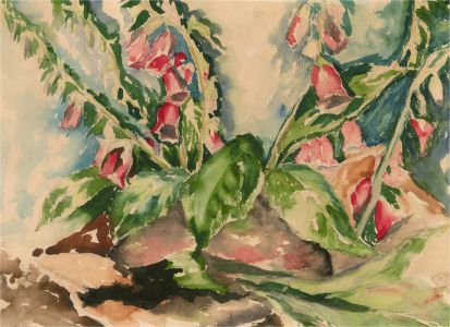 Mid 20th Century Watercolour - Foxgloves