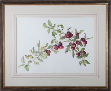 Susan Corbett - 2000 Watercolour, Crab Apple