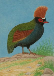 A. Twinning - 1962 Watercolour, Crested Wood Partridge
