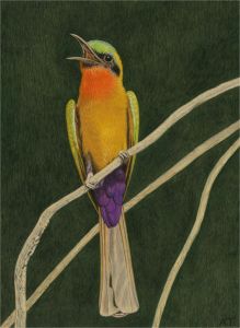 A. Twinning - 1978 Watercolour, Red Throated Bee Eater