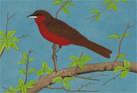 A. Twinning - 1962 Watercolour, Maroon Zanger
