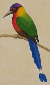 A. Twinning - 1960 Watercolour, Trinidad Motmot