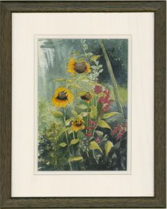 Mary F. Mayhew - 2006 Watercolour, Sunflowers