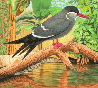 A. Twinning - 1969 Gouache, Inca tern