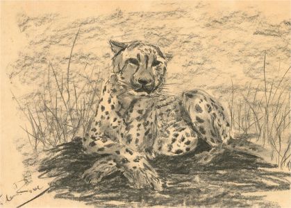 20th Century Charcoal Drawing - Resting Cheetah