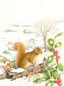 20th Century Watercolour - Red Squirrel with Holly Bush