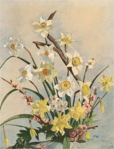 E.J. Elliot - Signed 1978 Watercolour, Daffodils