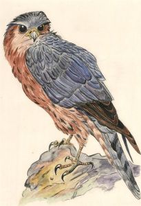 Mid 20th Century Watercolour - Bird of Prey