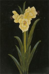 20th Century Oil - Yellow Amaryllis
