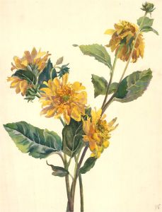 M. Danby - 1897 Watercolour, A Study of Wild Flowers