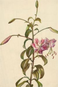 M. Danby - 1899 Watercolour, Study of Lilium Speciosum