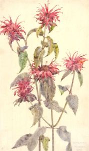 M. Danby - Signed and Dated 1924 Watercolour, Study of Bergamot