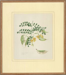 A. P. B. - 1983 Watercolour, Colutea Arborescens