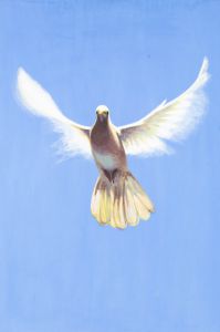 20th Century Oil - Graceful Dove