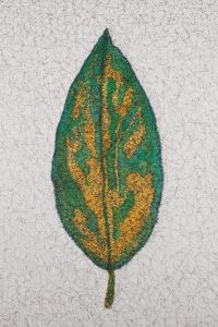 Terry Buchanan (b.1938) - 2003 Pen and Ink Drawing, Leaf Study