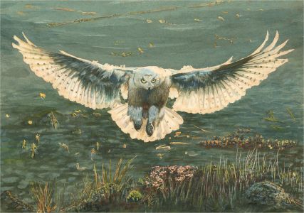 M. Swindlehurst - Contemporary Watercolour, Owl in Flight