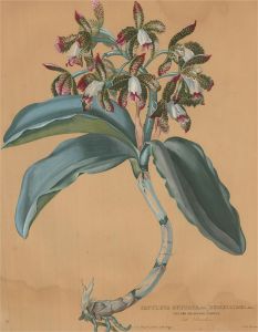 Late 19th Century Lithograph - The Orchid