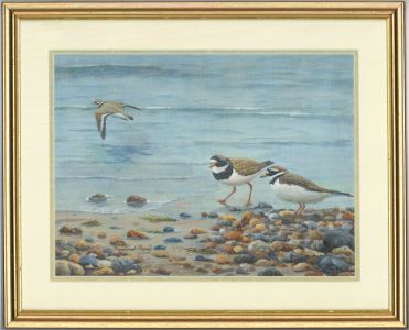Rowland Povey - Framed Contemporary Acrylic, Ring Plovers